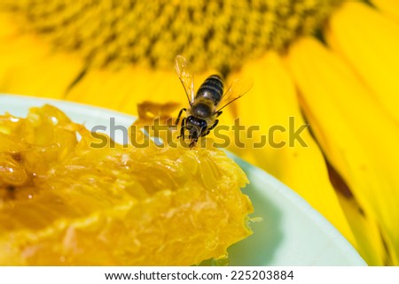 Bee gathering honey and nectar with proboscis.