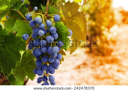 Row of vines with grapes and vine leafs