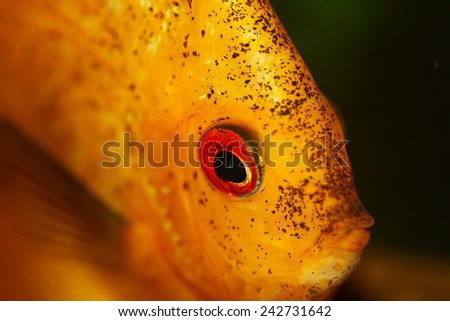 Yellow fish in aquarium