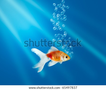 Gold fish in aquarium with water-bubbles and rays of light