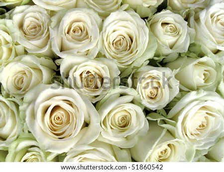 Gift white roses stock Jan