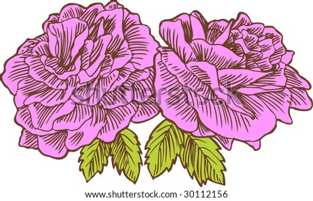 rose drawing images. stock photo : Rose Drawing