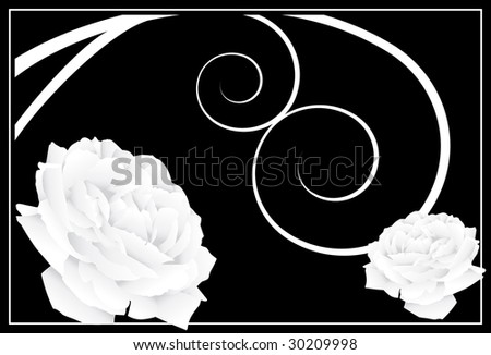 White Rose Drawing. background