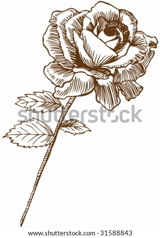 rose drawing pictures. stock vector : Rose Drawing