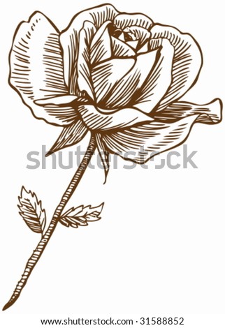 white rose drawing. stock vector : Rose Drawing