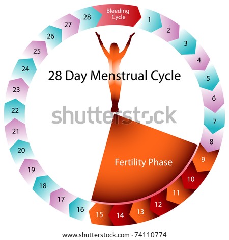 menstral cycle chart. a menstrual cycle chart.