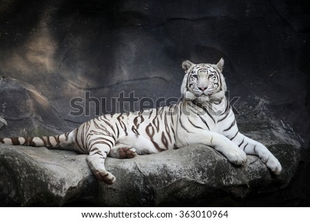 White tiger