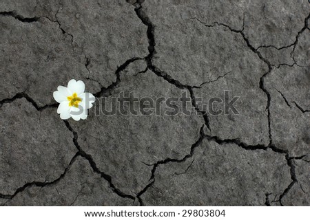 White flower on black ground