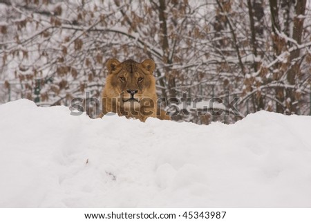 a lion sitting on snow in winter