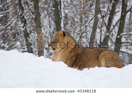 a lion on snow in winter - lateral