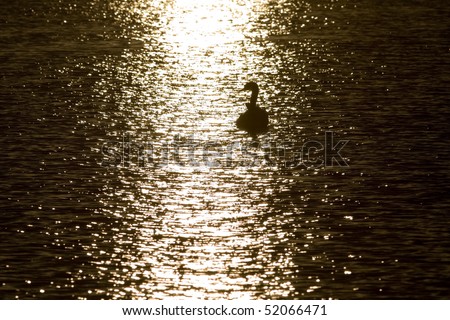 swans at sunset sun glitter - front