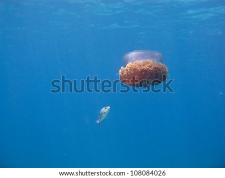 Fish trying to eat huge jellyfish, Andaman Sea, Similan Islands, Thailand