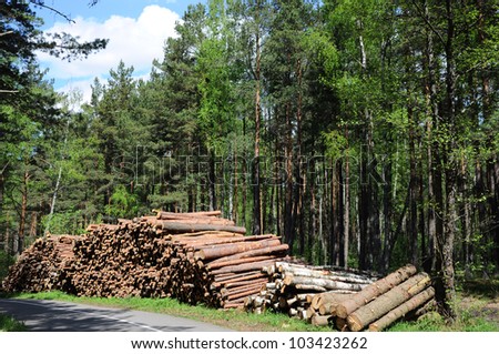 Timber Logging in Forest