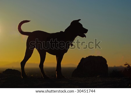 Dog silhouetted by the sunset