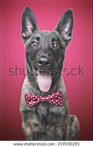 Dutch shepherd dog wearing a polkadot bowtie on a red background