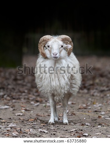 portrait of a sheep ram