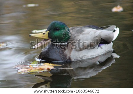 duck with open mouth swimming in water
