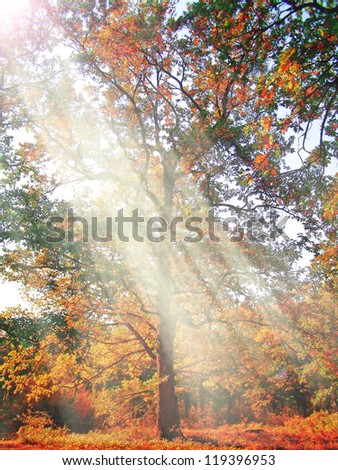 autumn sunbeams between the branches of trees in the woods