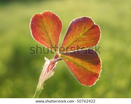 Red clover foliage