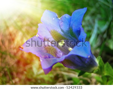 Blue Bellflower