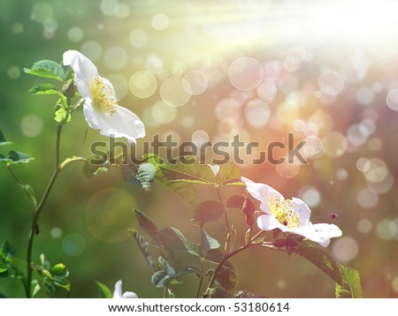 white rose flowers. stock photo : wild white rose