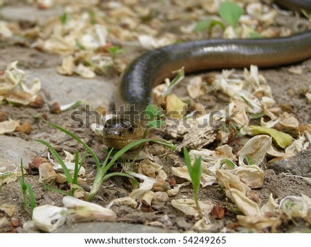 slow worm, blind worm (Anguis Fragilis)