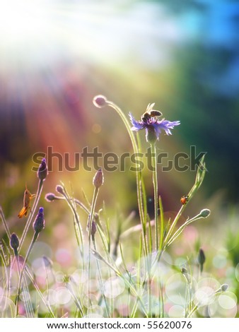 flower buds under the sun light
