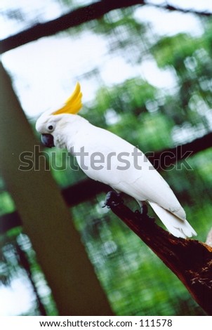 One type of bird,captured at Bird Park Malaysia.