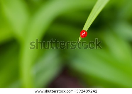 Red ladybird on green blade of grass on a green background. Wild nature. Spring. Spring Nature. Fresh greens. The world of insects. Spring background.