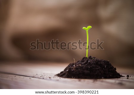 A handful of earth with a young green shoots tangerine tree on a wooden table. Sprouts citrus trees. Sprouting seeds. Empty space. Background. Earth Day. Spring. Summer. New life