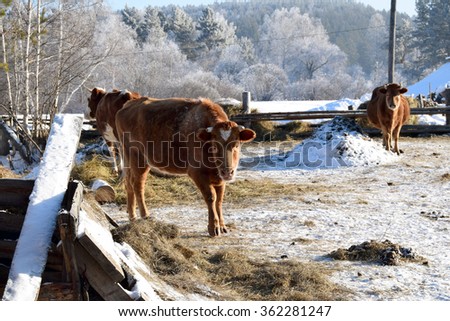 Cows graze in the paddock snowy winter day