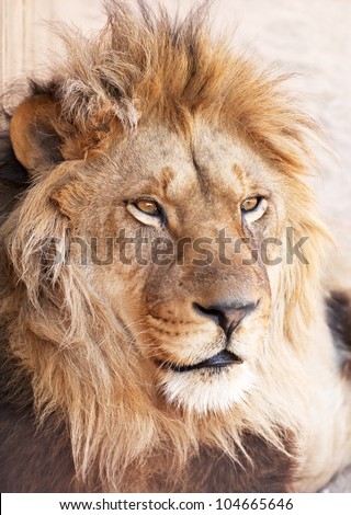 animal head portrait of african male lion