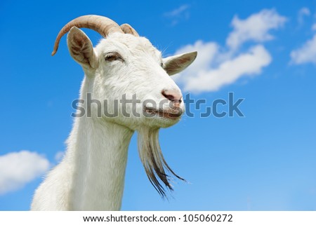 portrait of a young animal goat standing on green summer pasture