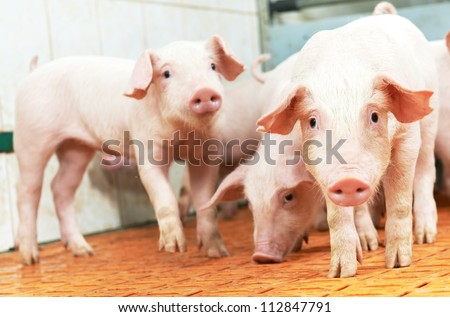 group of young piglet at pig breeding farm