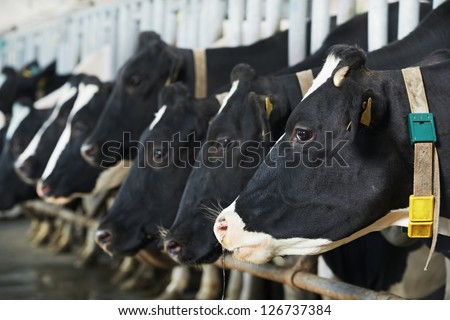 milch cows during milking at barn stall in farm
