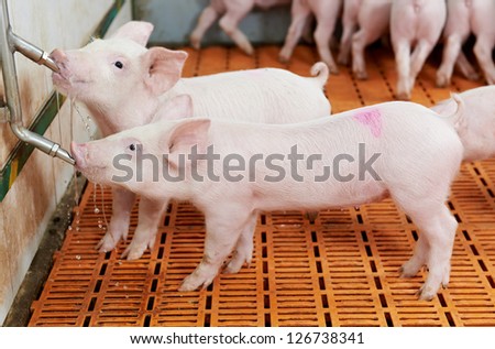 group of young piglet drinking water at pig breeding farm