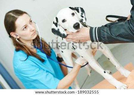 Female veterinarian surgeon worker treating Dalmatian dog in veterinary surgery clinic