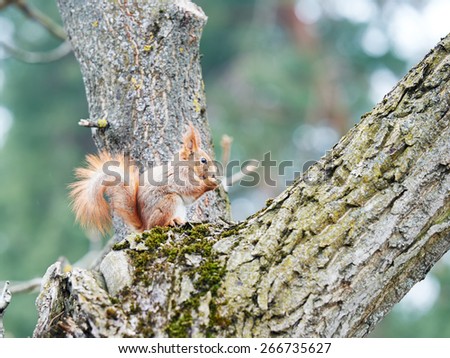 wildlife animal. red squirrel sitting on a tree in the forrest