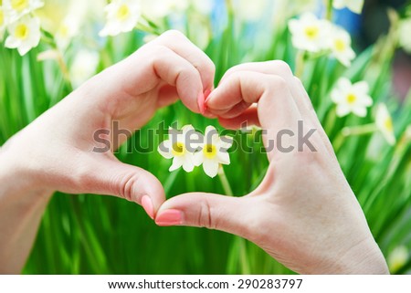 Love concept. Hand with heart shape around small narcissus daffodil flower bud. Shallow DOF