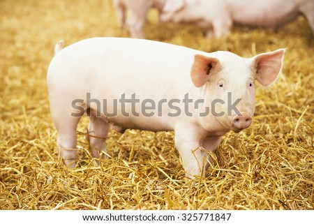 One young piglet on hay and straw at pig breeding farm