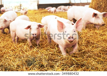 herd of young piglet on hay and straw at pig breeding farm