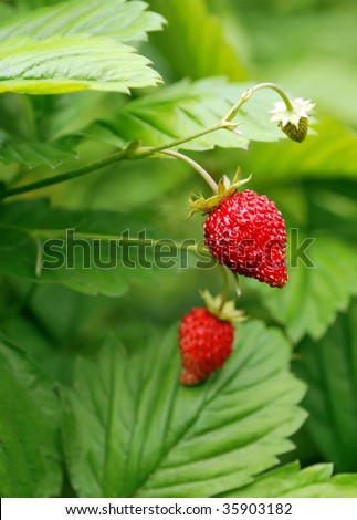 Bush with two red edible berries of strawberry