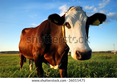 close-up portrait of brown cow with white muzzle over bright blue sky at the pasture. See other beautiful cows in my portfolio.