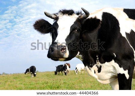 Black and white milch cow on green grass pasture over blue sky
