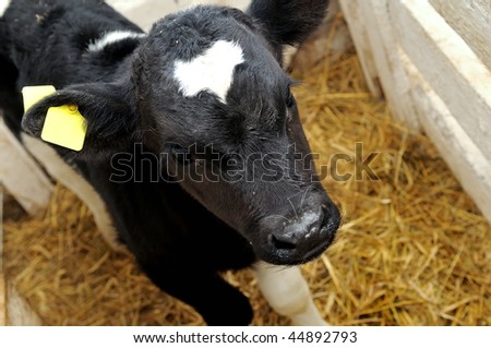 cow calf hay