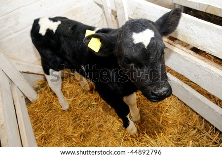 little black white cow calf in box with hay and straw