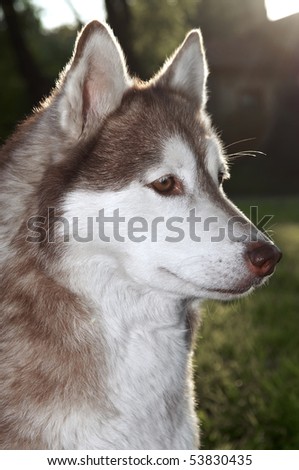 Husky Purebred