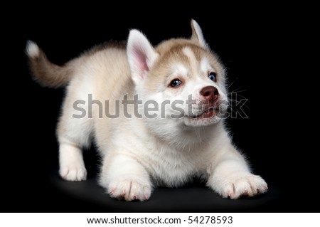  photo : One Little cute puppy of Siberian husky dog in studio over black