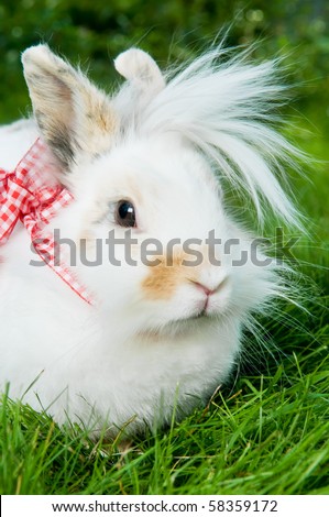 White pretty show rabbit on green summer grass
