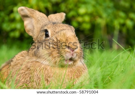 Close up portrait of One brown rabbit bunny on green grassy plot